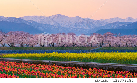 あさひ舟川・春の四重奏 122372180