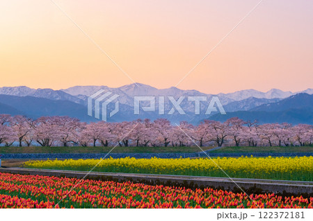 あさひ舟川・春の四重奏 あさひ舟川・春の四重奏 122372181