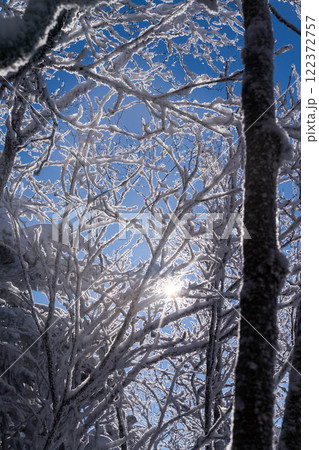 雪の積もった木 122372757
