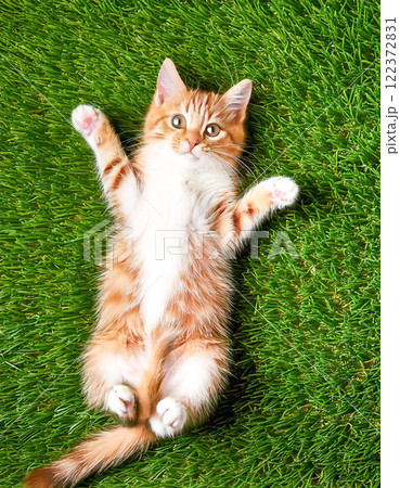 芝生の上で寝転がる子猫 122372831