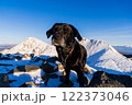 冬の晴れた日に犬が振り向いて笑う 122373046