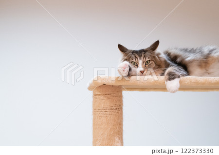 キャットタワー上でくつろぐ猫 キャットタワー上でくつろぐ猫 122373330