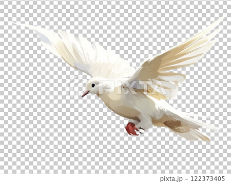 白い鳩 122373405