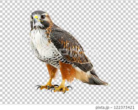 portrait of a eagle isolated on a white 122373421