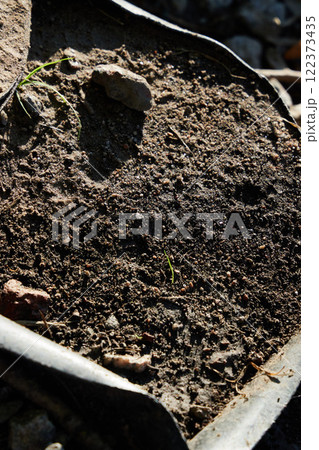 A closeup view highlights fresh soil with tiny sprouts growing inside a planting container 122373435
