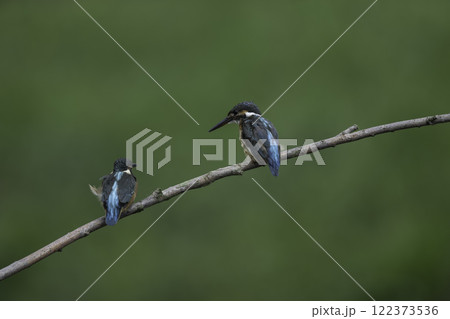 枝に止まる二羽のカワセミ 枝に止まる二羽のカワセミ 122373536