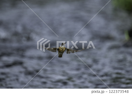 水辺を飛翔するカワセミ 122373548