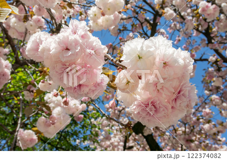 日本の桜、フゲンゾウ 122374082