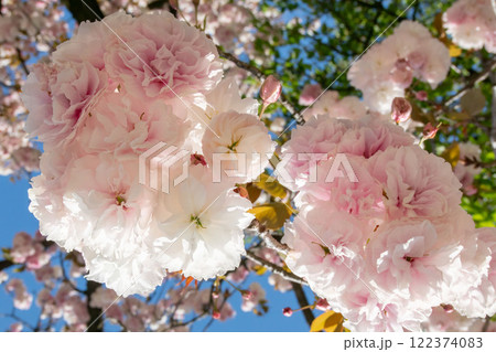 日本の桜、フゲンゾウ 日本の桜、フゲンゾウ 122374083