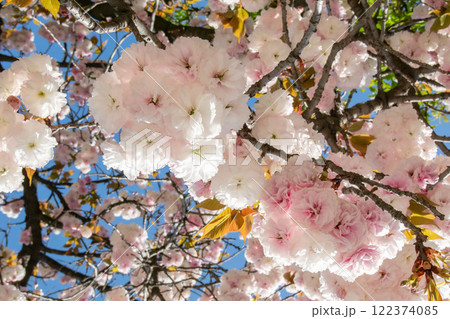 日本の桜、フゲンゾウ 122374085
