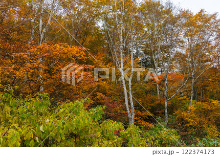 秋の長野県小谷村　紅葉の栂池高原 122374173