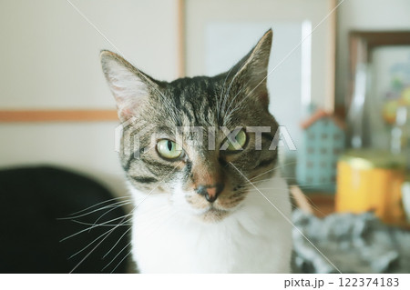 こちらを睨む猫 122374183