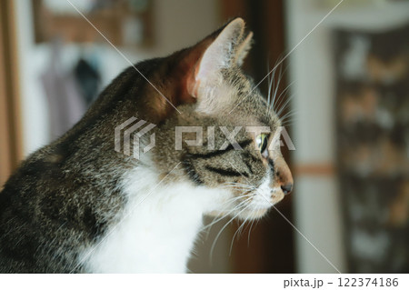 一点を見つめる猫の横顔 122374186
