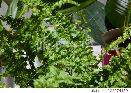 Discover a lush indoor fern that features vibrant green leaves, adding beauty to your home decor 122374189