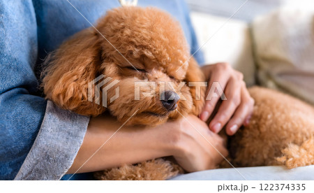膝上で寝ているトイプードルのイラスト素材 [122374335] - PIXTA