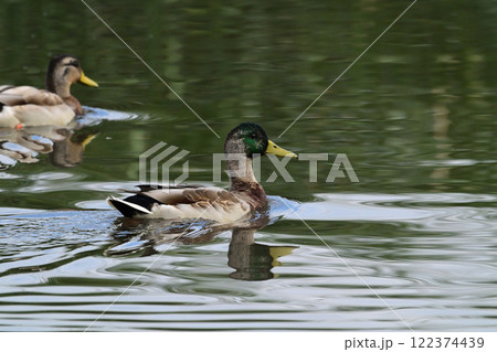 マガモ マガモ 122374439