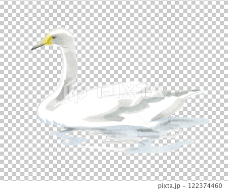 水面に浮かぶ白鳥 122374460
