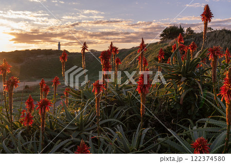 《静岡県》伊豆半島・爪木崎の夜明け 《静岡県》伊豆半島・爪木崎の夜明け 122374580