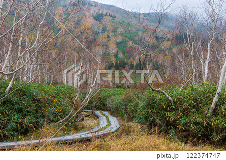 秋の長野県小谷村 紅葉の栂池高原 栂池自然園 秋の長野県小谷村 紅葉の栂池高原 栂池自然園 122374747