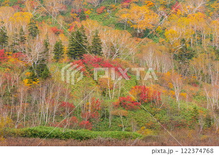 秋の長野県小谷村　紅葉の栂池高原　栂池自然園 122374768