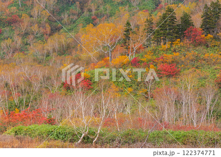 秋の長野県小谷村　紅葉の栂池高原　栂池自然園 122374771