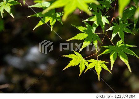新緑のモミジ（三重県名張市赤目町） 122374804