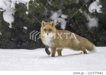 森でたたずむキタキツネ 122375061