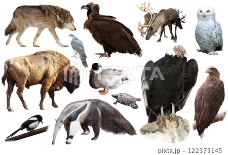 american animals isolated on white 122375145