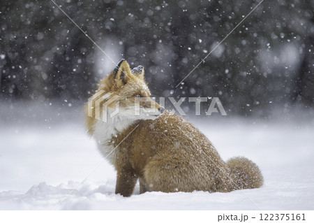 森でたたずむキタキツネ 122375161