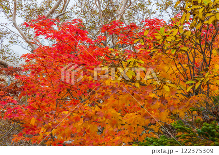 秋の長野県小谷村　紅葉の栂池高原　栂池自然園 122375309