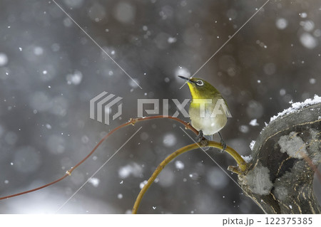 木の枝でたたずむメジロ 122375385