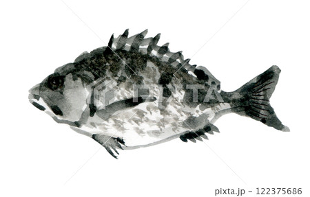 左向きのクロダイ 122375686