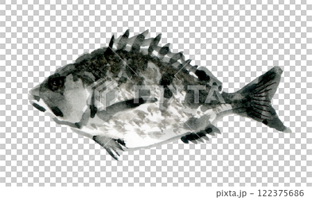 黑鯛朝左 122375686