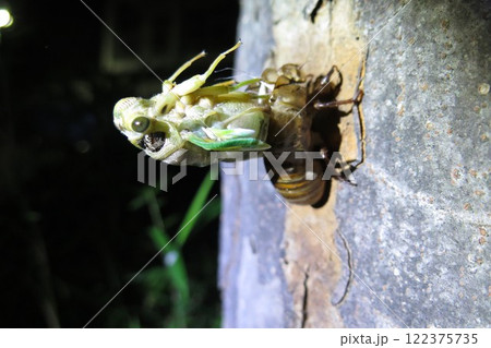 クマゼミの羽化 122375735