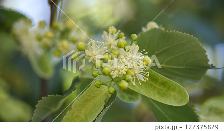 Tilia flowers blooming in spring, showing their delicate beauty Tilia flowers blooming in spring, showing their delicate beauty 122375829