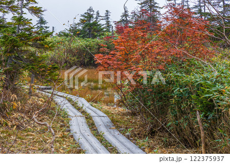 秋の長野県小谷村　紅葉の栂池高原　栂池自然園 122375937