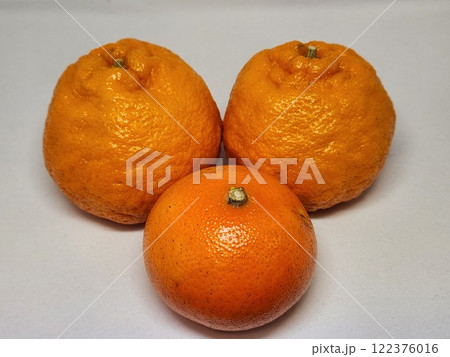 柑橘類（白バック） 122376016