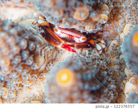 テーブルサンゴに住む可愛いアカエリサンゴガニ(サンゴガニ科)他。伊豆半島賀茂郡南伊豆町中木ヒリゾ浜 テーブルサンゴに住む可愛いアカエリサンゴガニ(サンゴガニ科)他。伊豆半島賀茂郡南伊豆町中木ヒリゾ浜 122376557