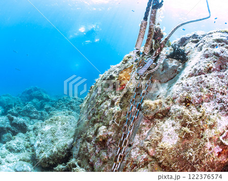 美しいネンブツダイ、クロホシイシモチの幼魚の大群とそれを食糧としつつ守る大きなアカハタ。中木ヒリゾ浜 美しいネンブツダイ、クロホシイシモチの幼魚の大群とそれを食糧としつつ守る大きなアカハタ。中木ヒリゾ浜 122376574