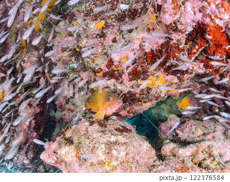 美しいネンブツダイ、クロホシイシモチの幼魚の大群とそれを食糧としつつ守る大きなアカハタ。中木ヒリゾ浜 122376584