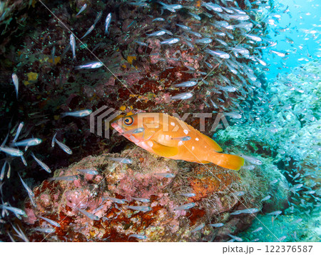 美しいネンブツダイ、クロホシイシモチの幼魚の大群とそれを食糧としつつ守る大きなアカハタ。中木ヒリゾ浜 122376587