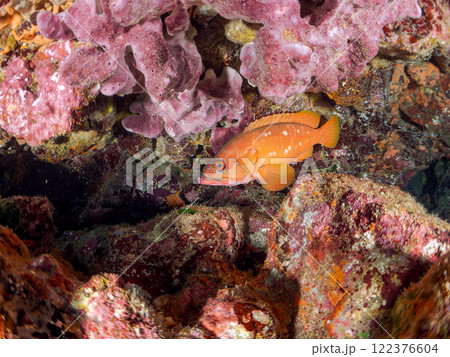 美しいアカハタ、ソラスズメダイ他の群れウミトサカ、イボヤギ他のソフトコーラルが群生する岩礁 ヒリゾ浜 美しいアカハタ、ソラスズメダイ他の群れウミトサカ、イボヤギ他のソフトコーラルが群生する岩礁 ヒリゾ浜 122376604