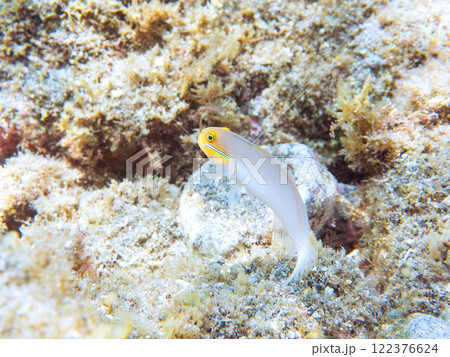 可愛いアカハチハゼ(ハゼ科)他。 静岡県伊豆半島賀茂郡南伊豆町中木ヒリゾ浜2024年 可愛いアカハチハゼ(ハゼ科)他。 静岡県伊豆半島賀茂郡南伊豆町中木ヒリゾ浜2024年 122376624