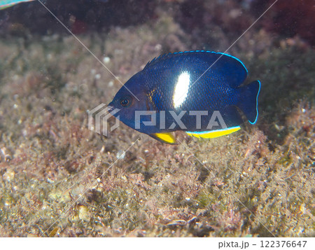 美しいテーブルサンゴと可愛いアブラヤッコ（キンチャクダイ科）の幼魚他。賀茂郡南伊豆町中木ヒリゾ浜 122376647
