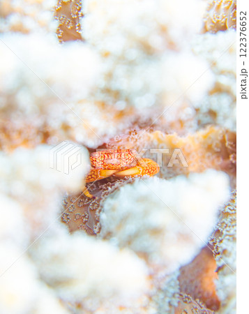 テーブルサンゴに住む美しいアミメサンゴガニ他。サンゴの白化現象。伊豆半島賀茂郡南伊豆町中木ヒリゾ浜 122376652
