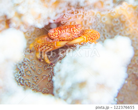 テーブルサンゴに住む美しいアミメサンゴガニ他。サンゴの白化現象。伊豆半島賀茂郡南伊豆町中木ヒリゾ浜 122376655