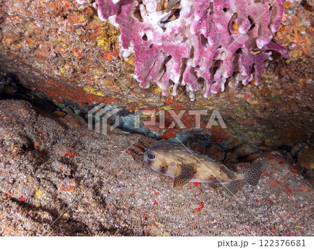 水中洞窟にいる 美しく大きなイシガキフグ（ハリセンボン科）。静岡県伊豆半島賀茂郡南伊豆町中木ヒリゾ浜 122376681