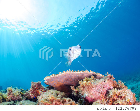 エンタクミドリイシと美しく大きなイシガキフグ。静岡県伊豆半島賀茂郡南伊豆町中木ヒリゾ浜2024年 122376708