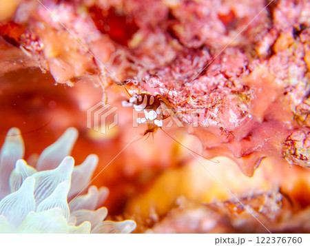 半透明で美しいイソギンチャクモエビ（モエビ科）。静岡県伊豆半島賀茂郡南伊豆町中木ヒリゾ浜2024年 122376760