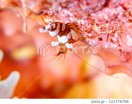半透明で美しいイソギンチャクモエビ（モエビ科）。静岡県伊豆半島賀茂郡南伊豆町中木ヒリゾ浜2024年 122376766